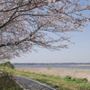 サクラサイクリング