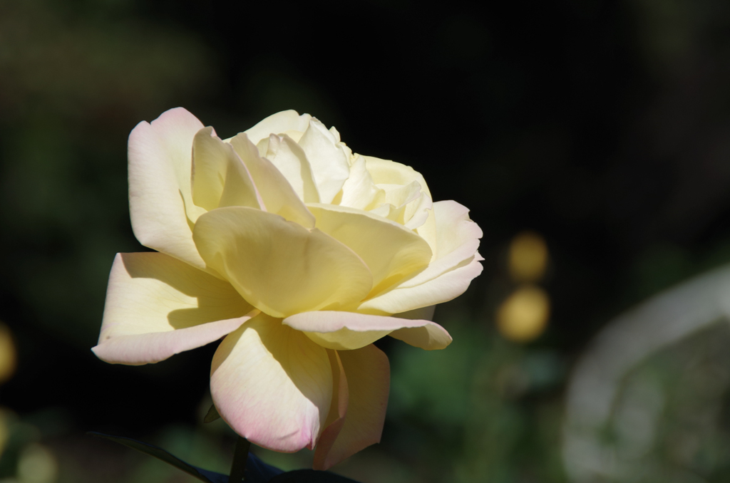 IMGP2540