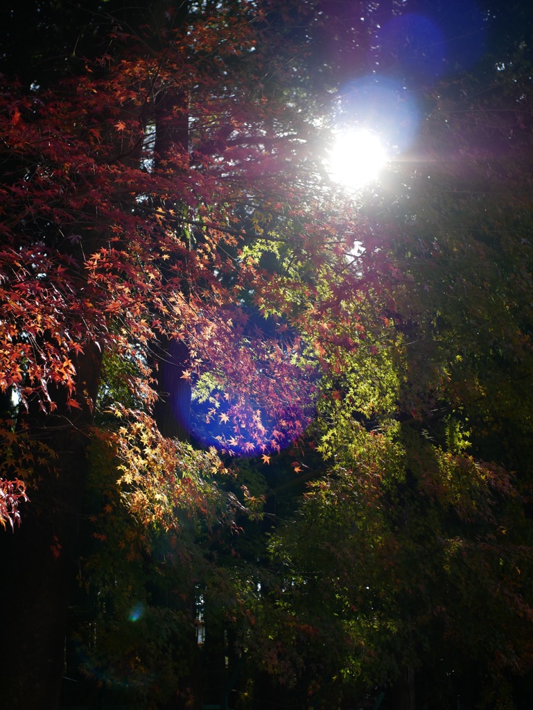 木漏れ日