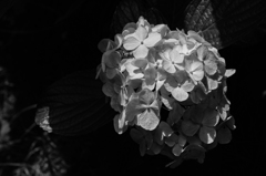 IMGP8767
