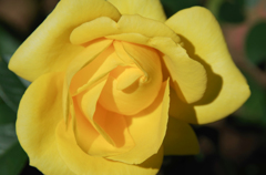 IMGP2539