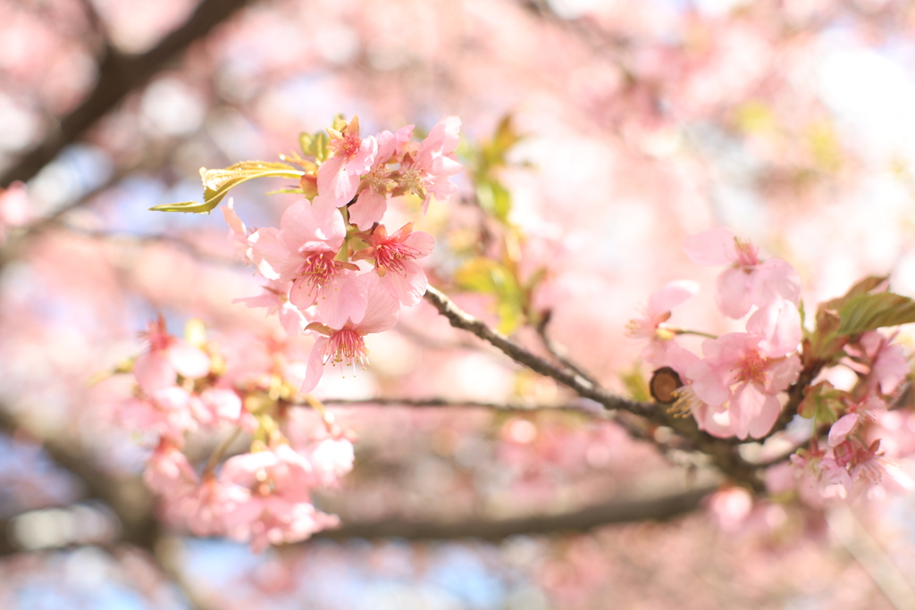 河津桜