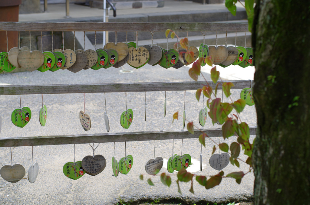 IMGP0860