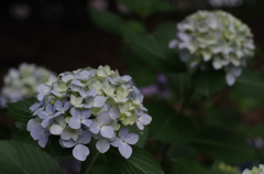 IMGP0744