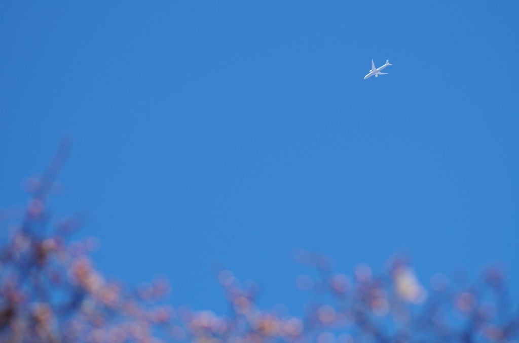 空と梅