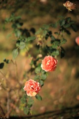 秋薔薇