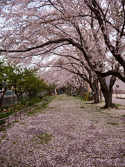 桜回廊-散り際