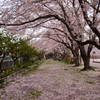 桜回廊-散り際