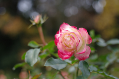 IMGP5184