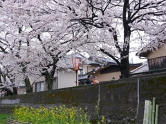 P1050769