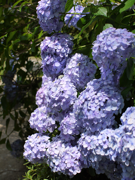 P1050779