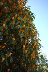 P1070147