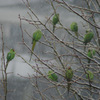 IMGP0241