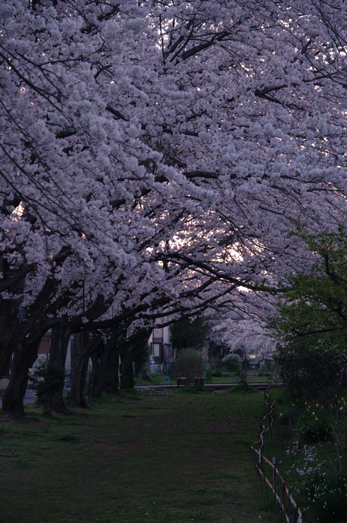 桜回廊-満開