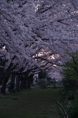 桜回廊-満開