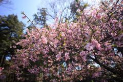 IMG_1239