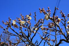 IMG_0736