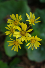 IMGP8938