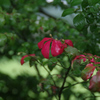 IMGP1314
