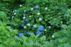 IMGP0546