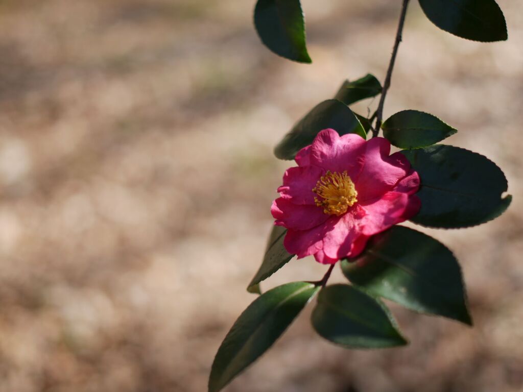 P1130247