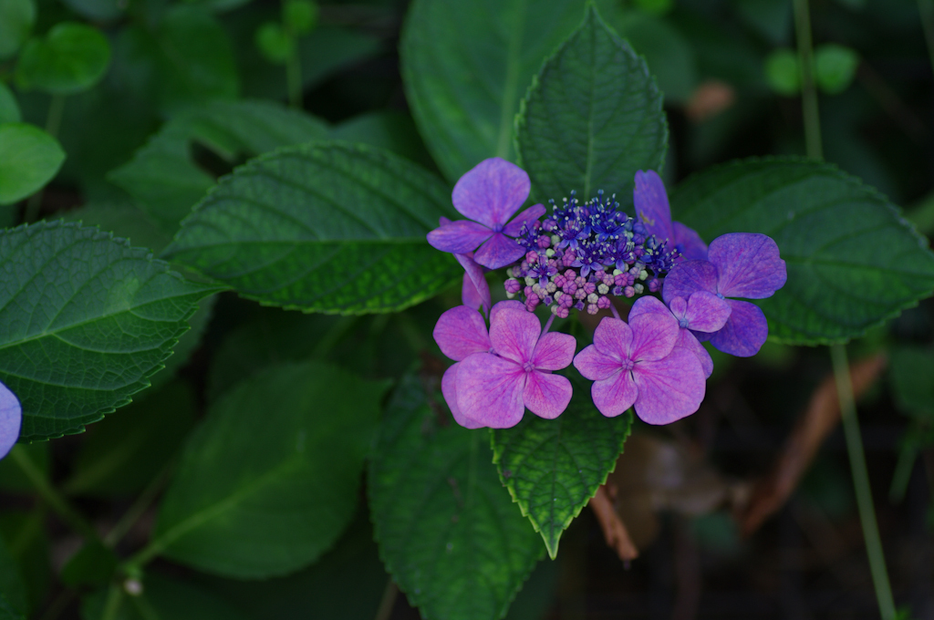 IMGP4354