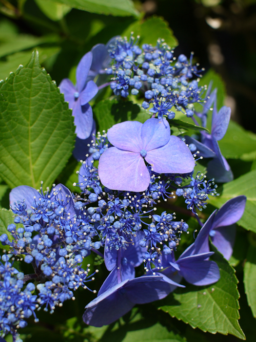 P1050794