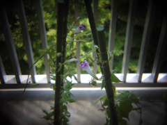P1030341