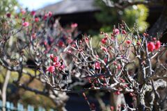 IMG_0741