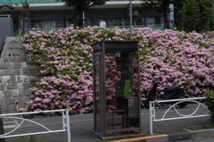 IMGP8443
