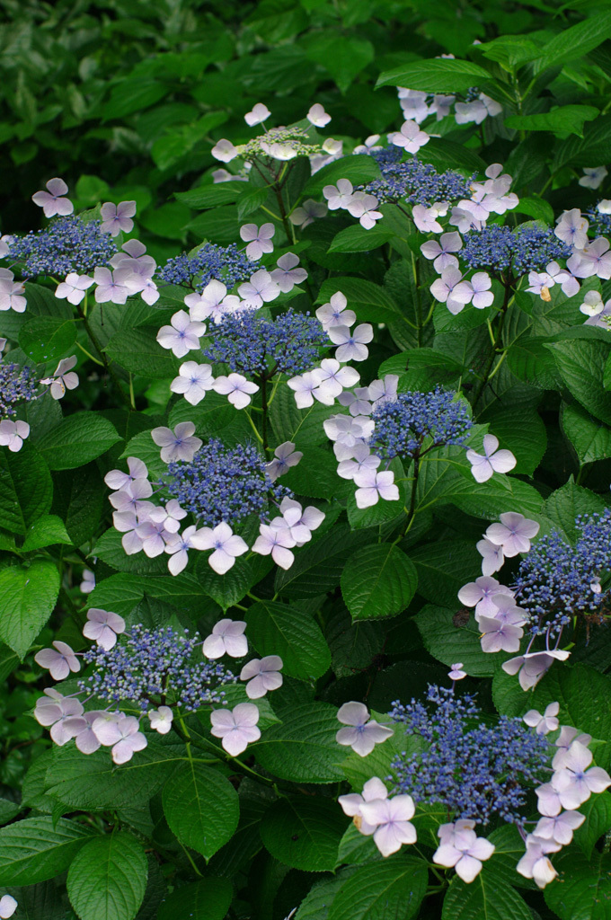 IMGP7469