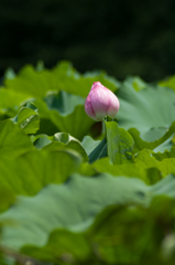IMGP4436