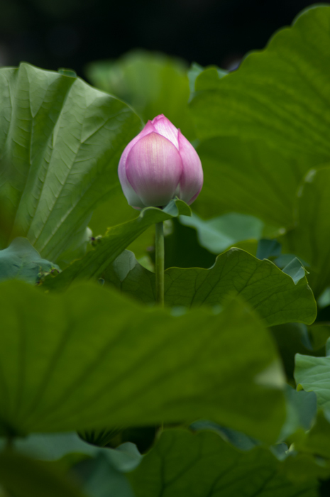 IMGP4439