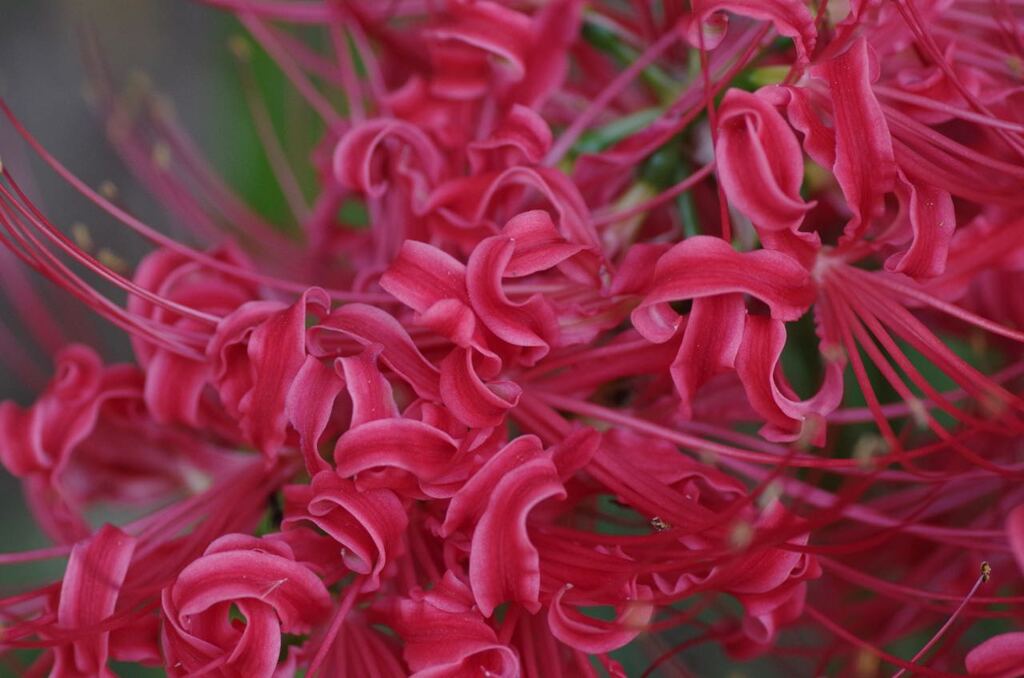 IMGP2796