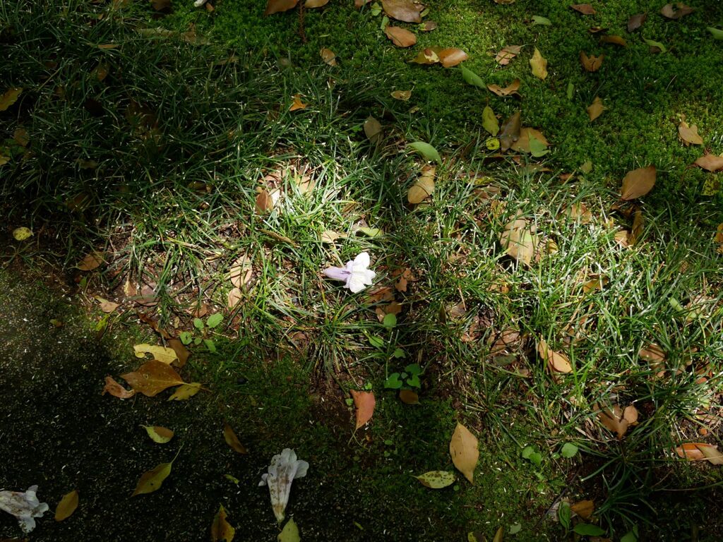 P1110661