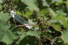 IMGP2558