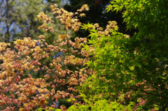 IMGP8667