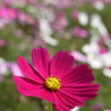P1070007