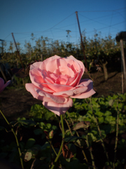 P1070176