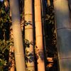 IMG_0559