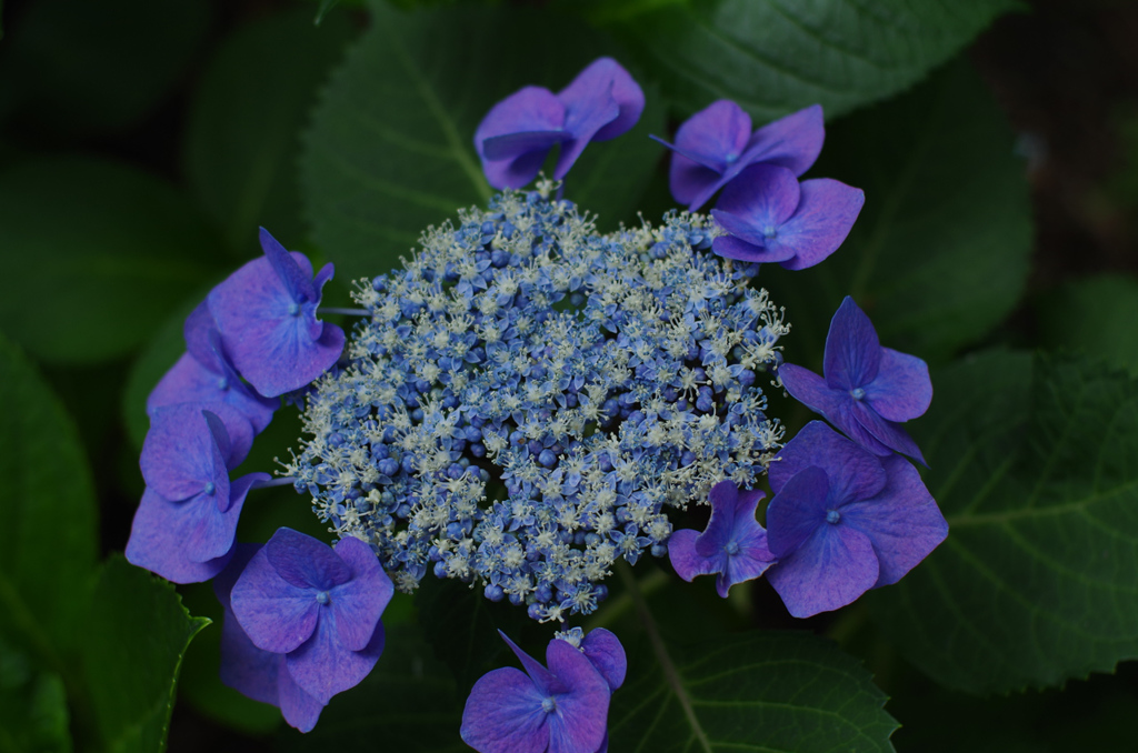 IMGP0734