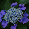 IMGP0734