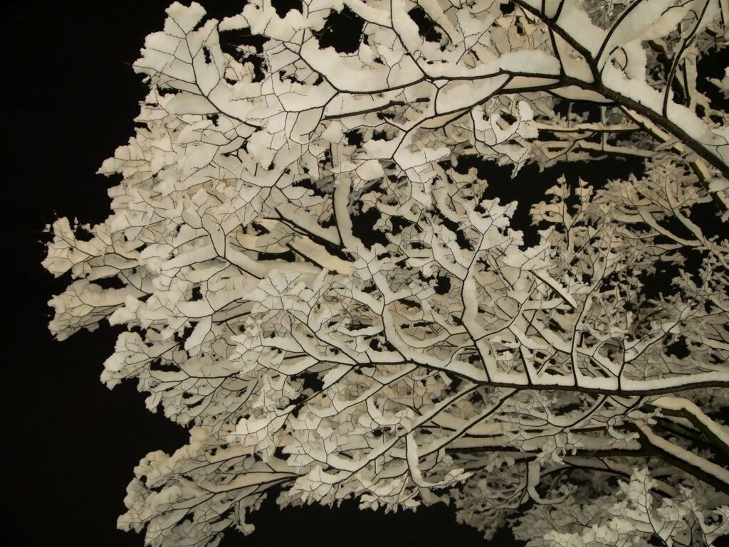 雪紋
