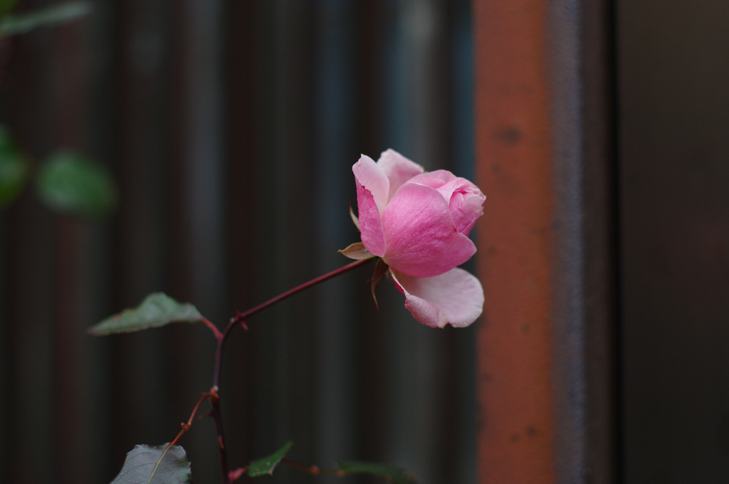 IMGP9716