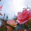 IMGP0882