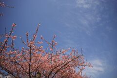 IMG_1281