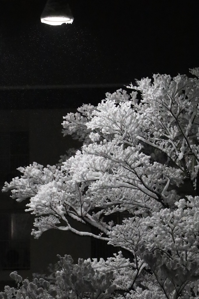 雪夜