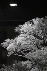 雪夜