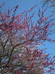 IMG_0911