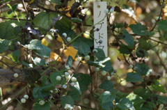 IMGP2557
